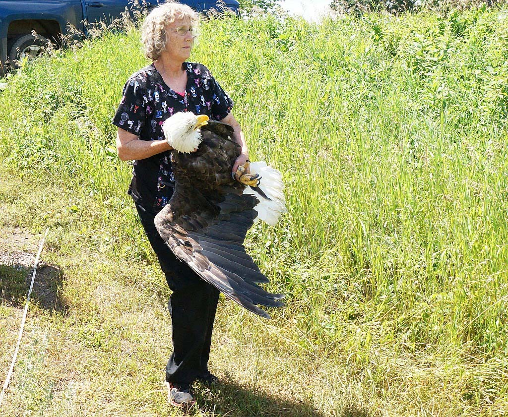 Bald Eagle Release - Wild & Free - Garrison MN