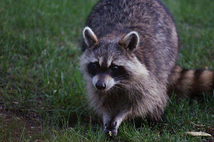 adult raccoon