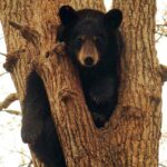 bear cub in tree