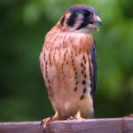 Kestrel (1)