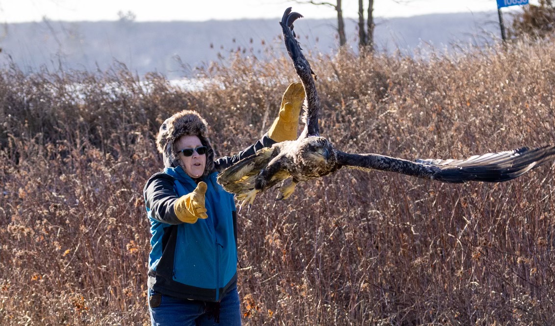 12/19/23 - Juvenile Bald Eagle